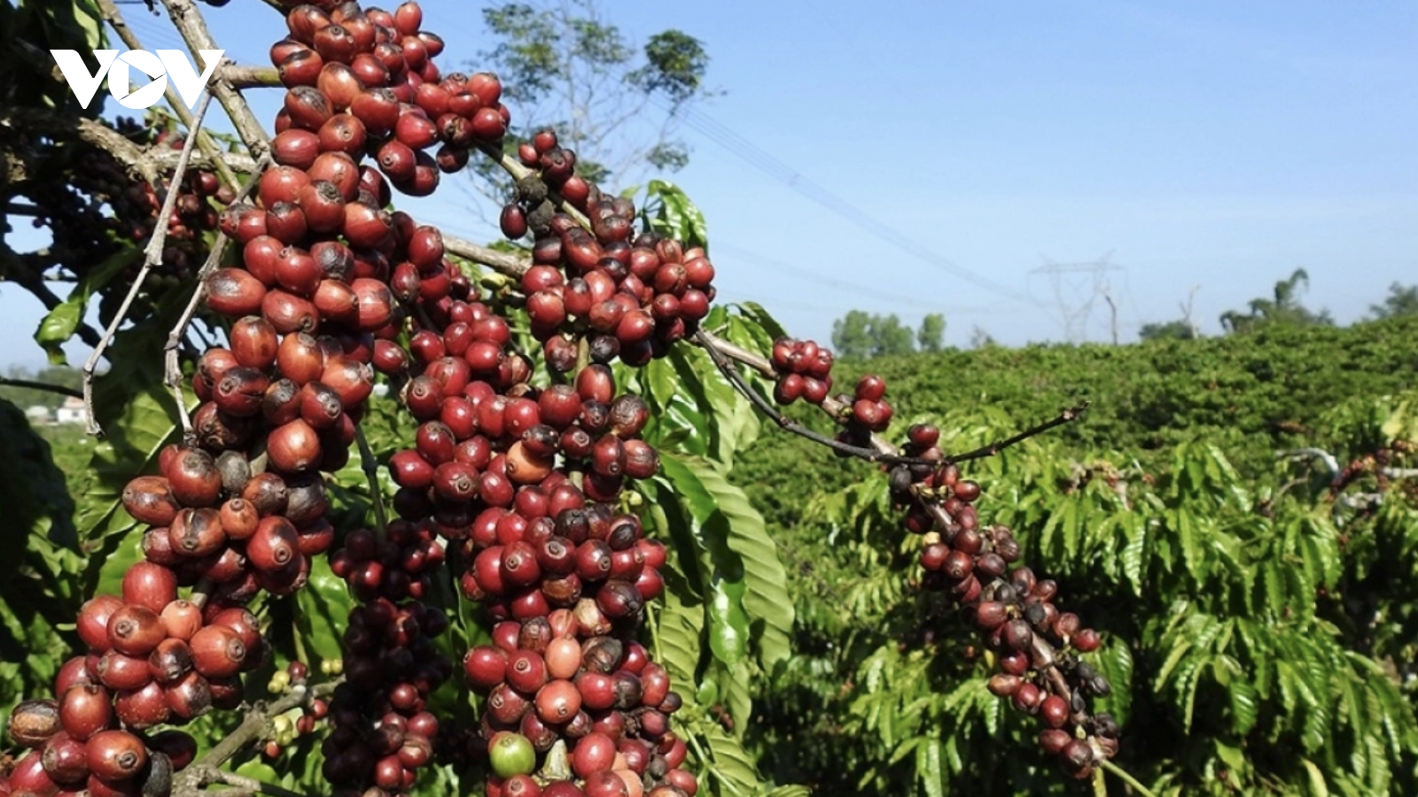 Algeria’s coffee import tariff reductions benefit Vietnamese coffee businesses